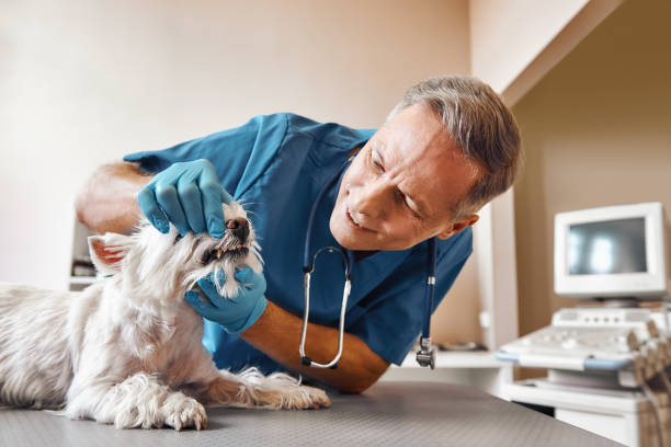 Best 24-Hour Emergency Dental Care in Ripley, WV